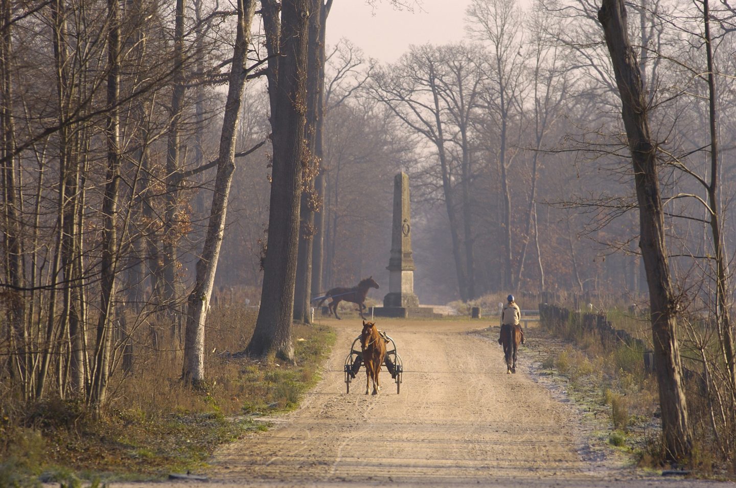 Photo: Christian RICHARD (Cheval Français)