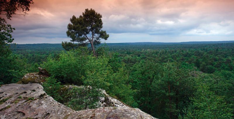 Forêt Fontainebleau